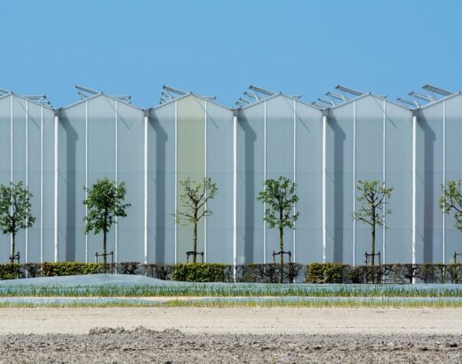 Großes lichtdurchlässiges Gewächshaus neben bewirtschafteten Feldern
